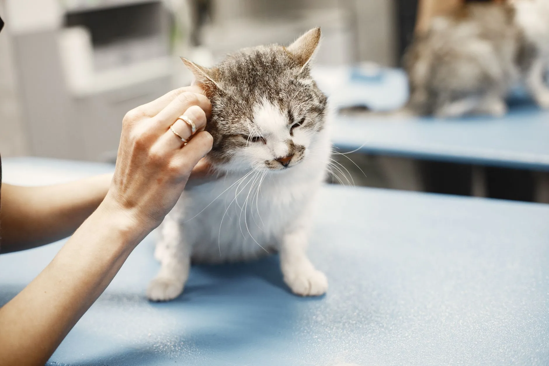 Veterinária acariciando a cabeça de um gato na mesa de atendimento