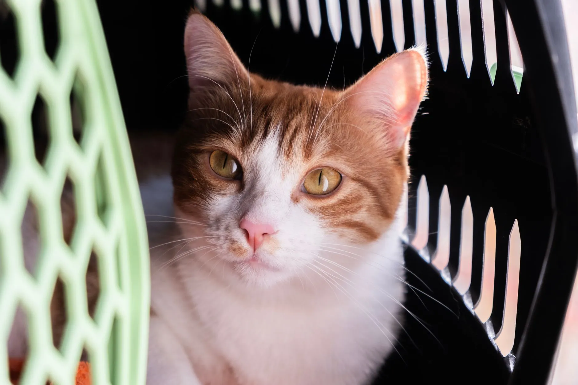 Gato laranja e branco deitado dentro de uma caixa de transporte