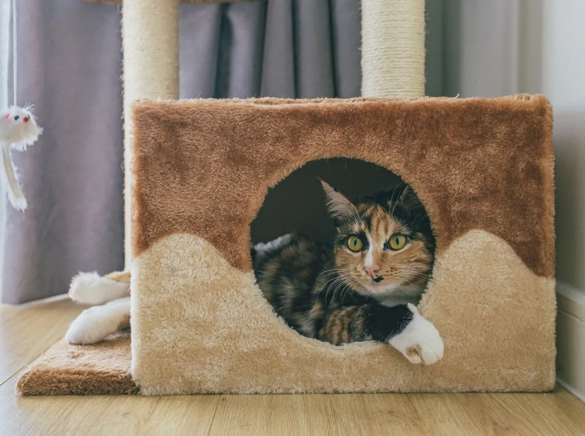 Hotel para Gatos: Como Escolher e Quanto Custa