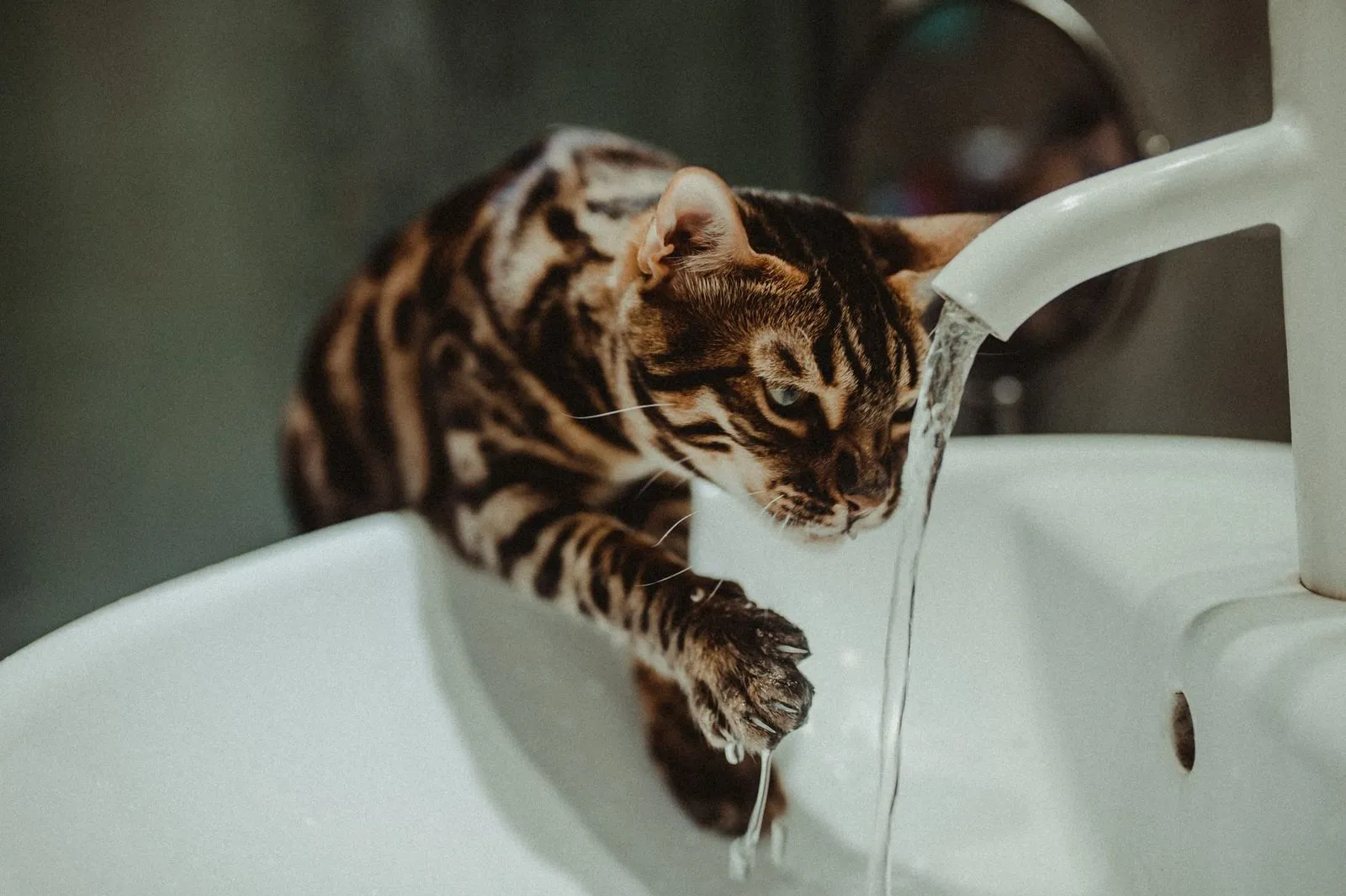 Gato bengal bebendo água corrente da torneira do banheiro