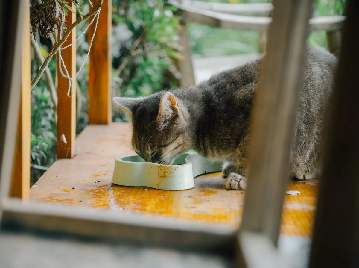 Gato malhado cinza comendo numa tigela sobre uma mesa de madeira