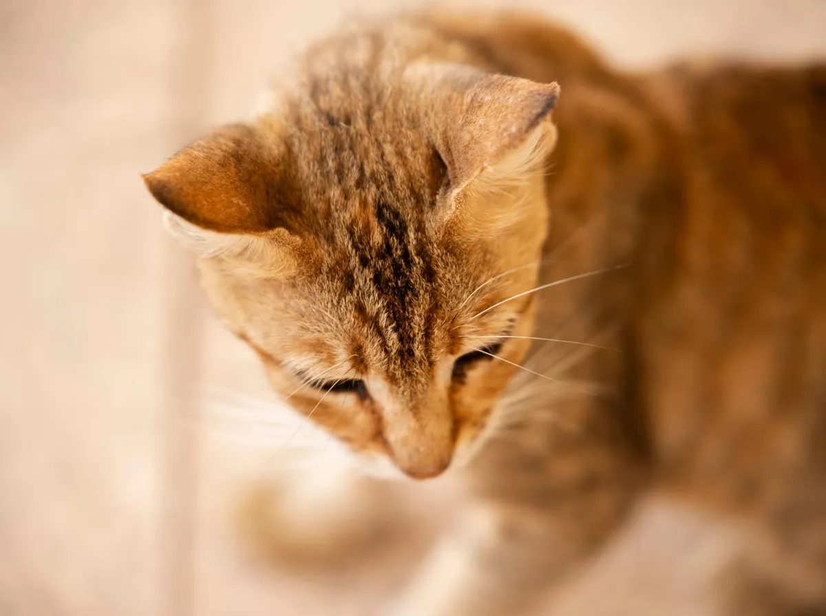 Pulgas de Gatos Pega em Humanos? Riscos e Como se Proteger