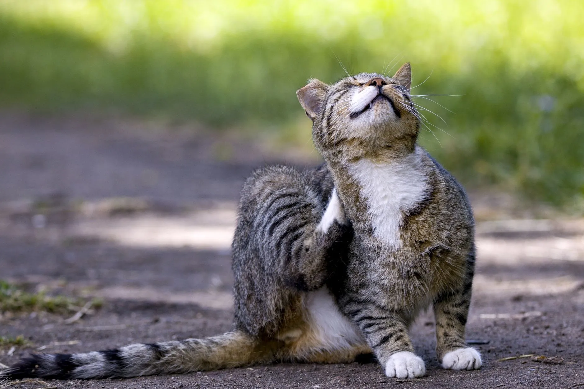 Gato tigrado coçando o pescoço com a pata traseira ao ar livre
