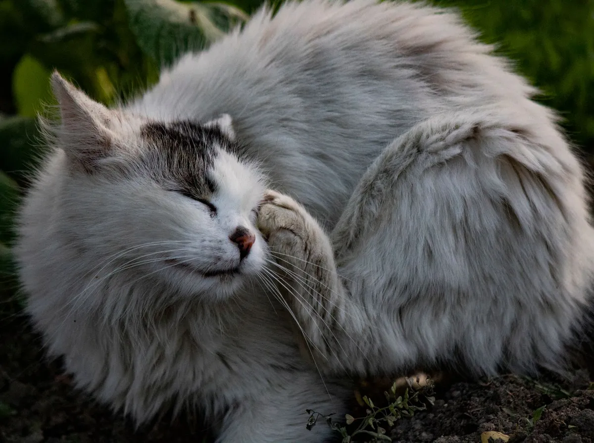 Pulgas em Gatos: Sintomas, Como Eliminar e Prevenir de Vez
