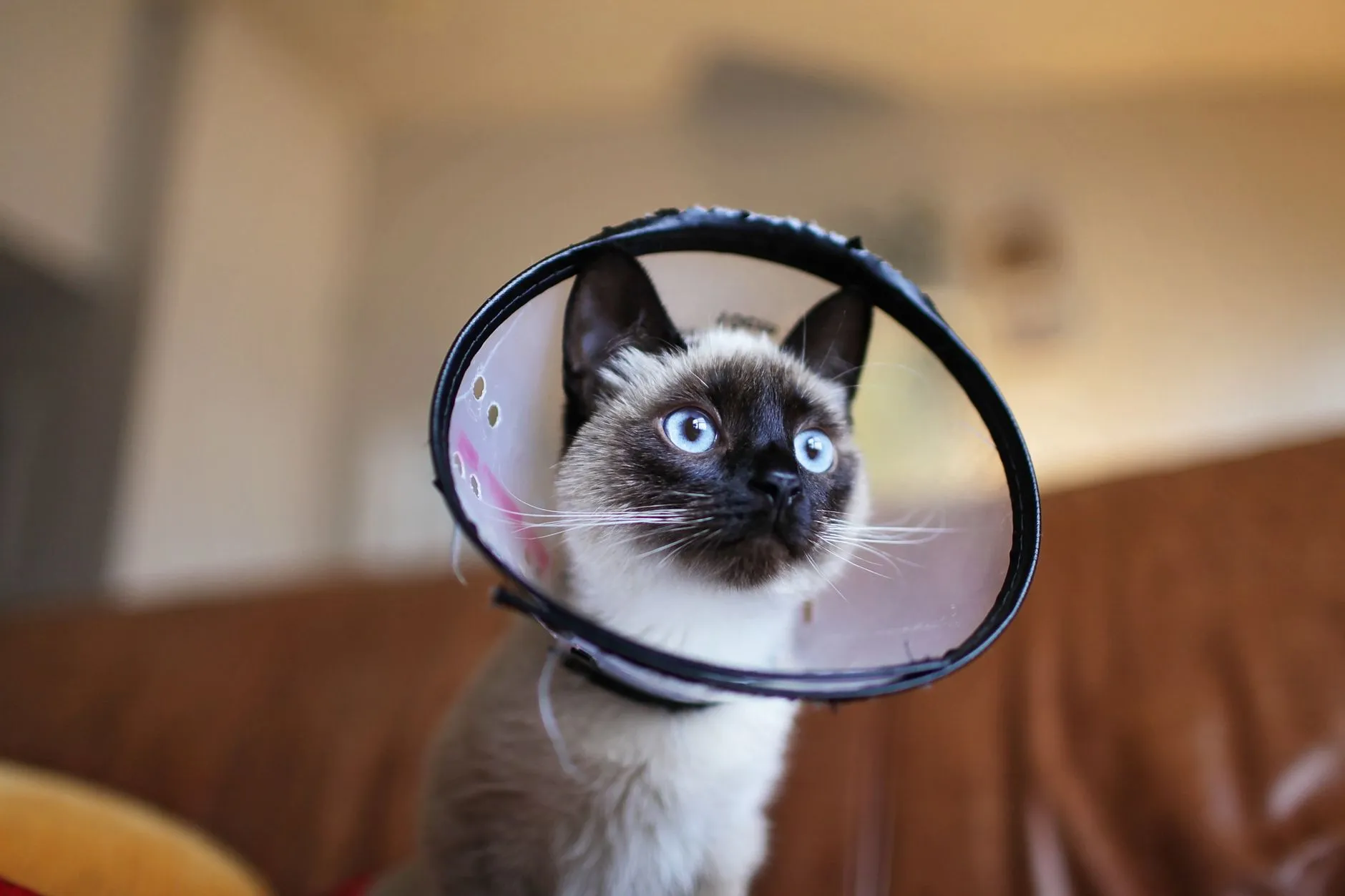 Gato siamês usando colar elizabetano depois de uma cirurgia