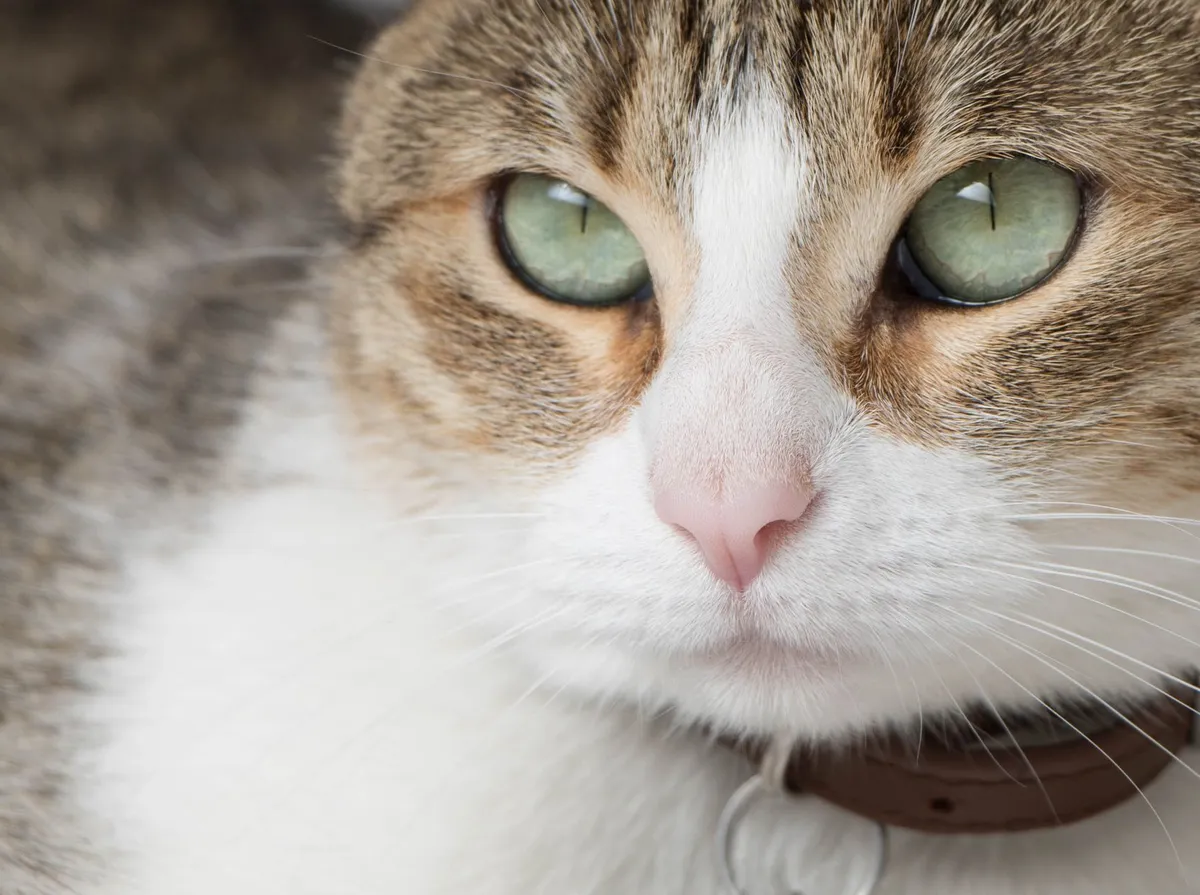 Quanto Custa Castrar um Gato em 2026? Preços e Onde Fazer de Graça