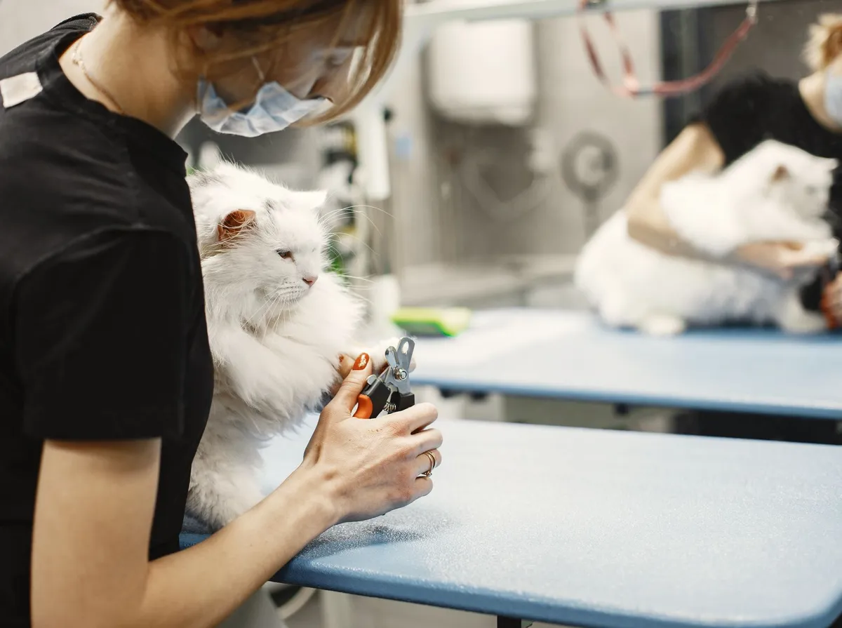 Veterinário a Domicílio: Preço da Consulta em Belo Horizonte