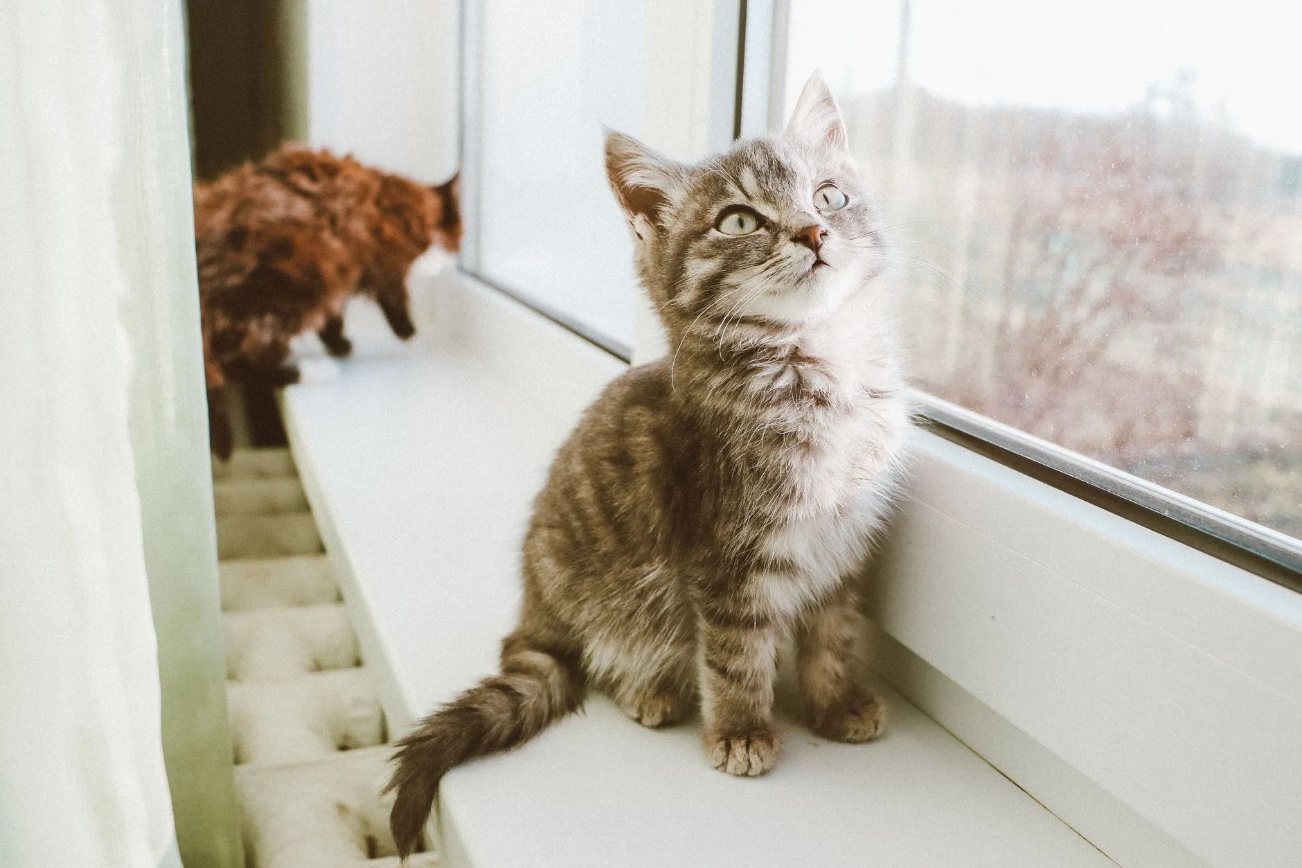 Dois gatos sozinhos em casa olhando pela janela
