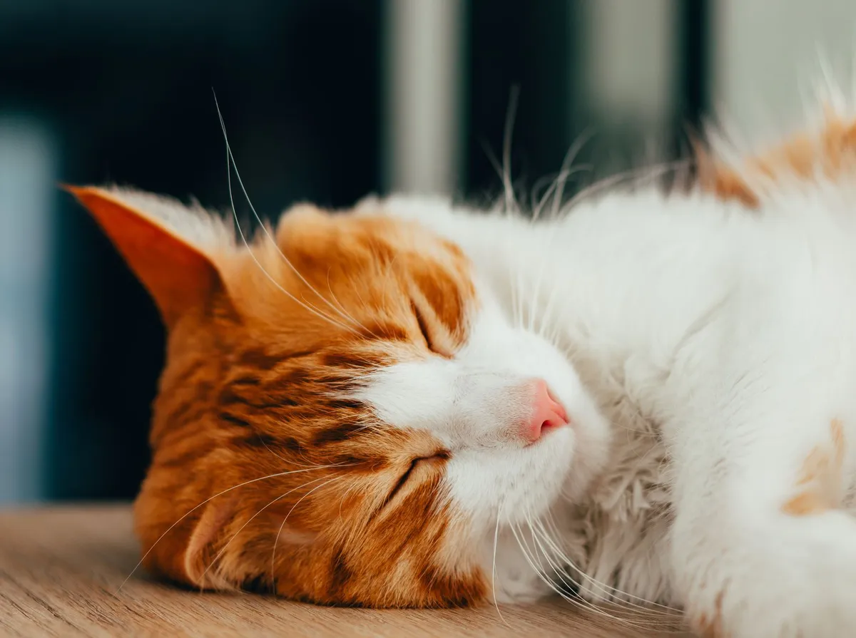 Gato Pode Ficar Sozinho em Casa? Por Quantos Dias