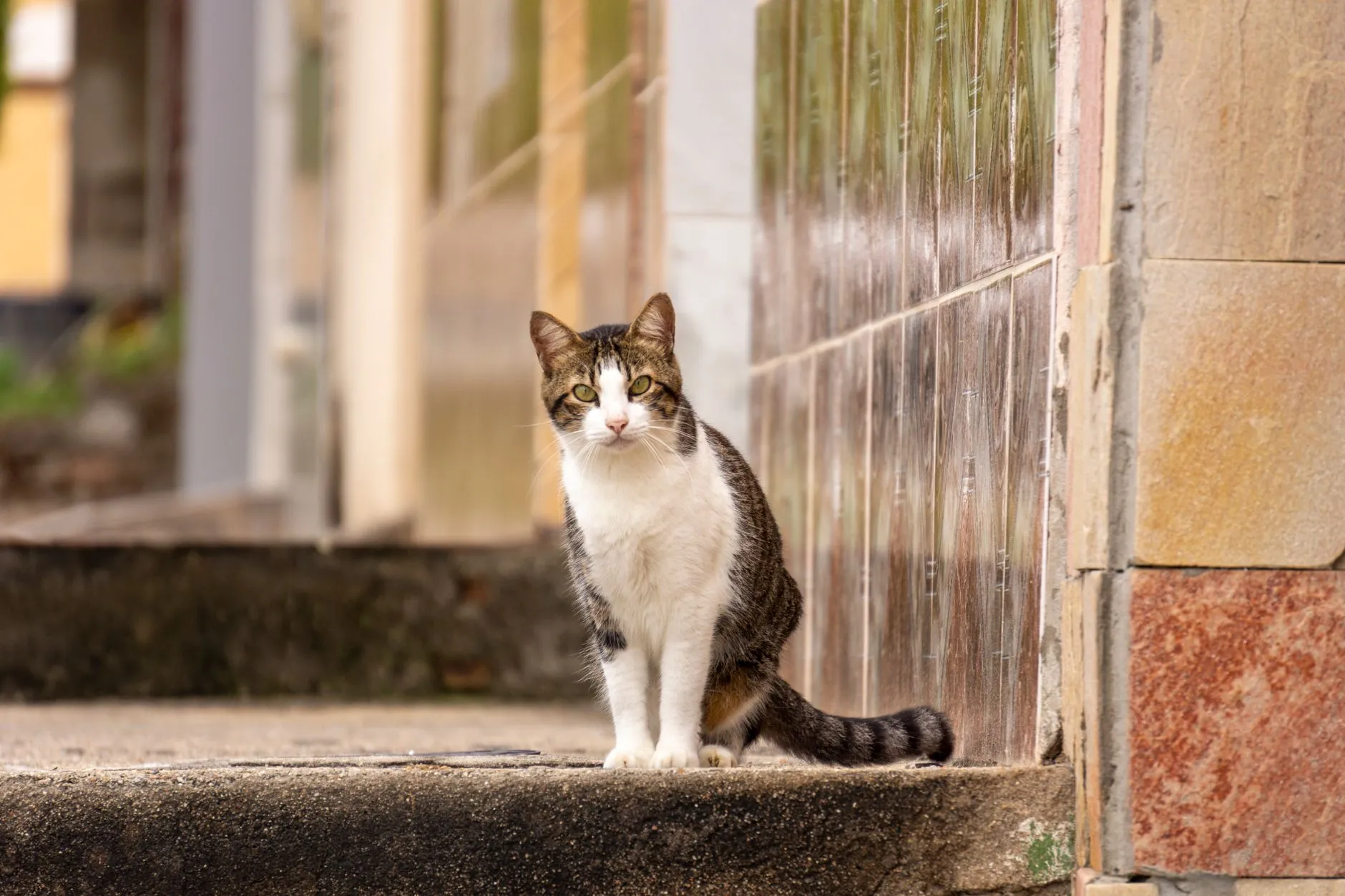 Gato tigrado e branco sentado em um degrau na rua