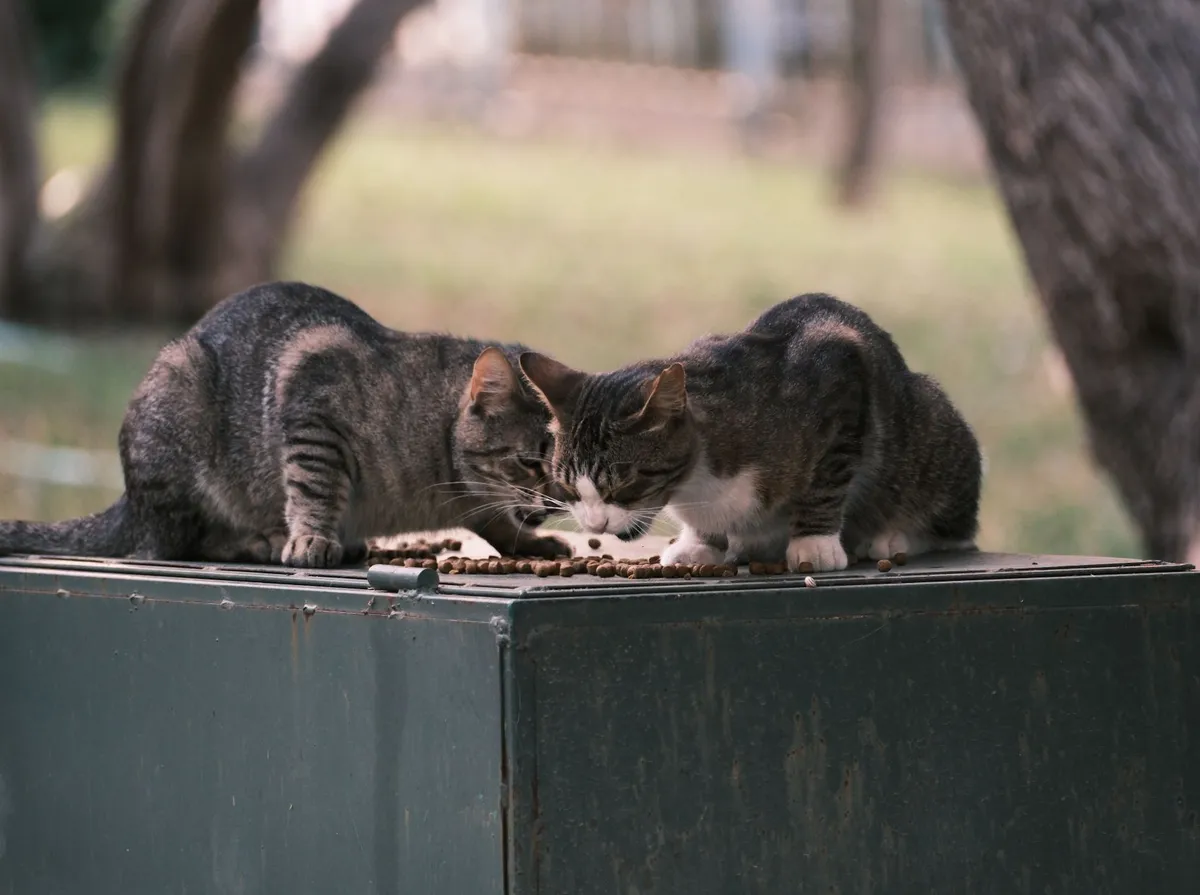 Ração para Gato Idoso: Como Escolher e Trocar