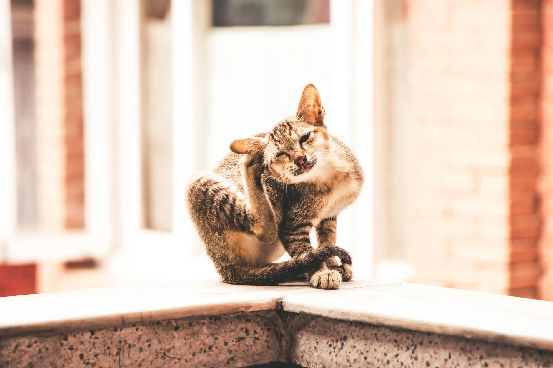 Gato tigrado se coçando no parapeito de uma janela