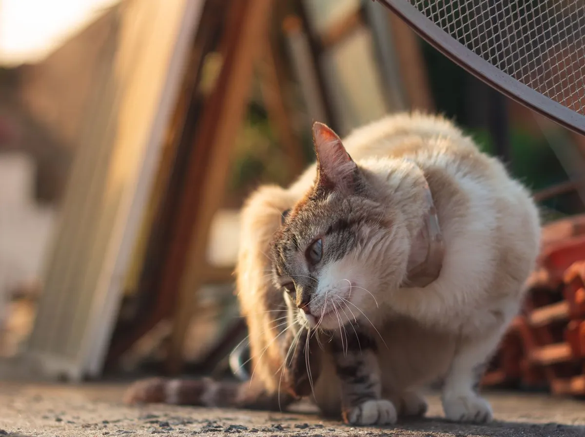 Remédio para Pulgas em Gatos: Tipos, Segurança e Como Escolher