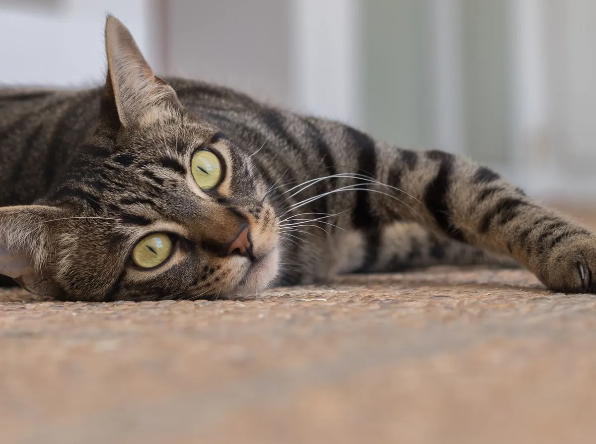Ultrassom em Gatos: Quando Fazer, Preparo e Preço