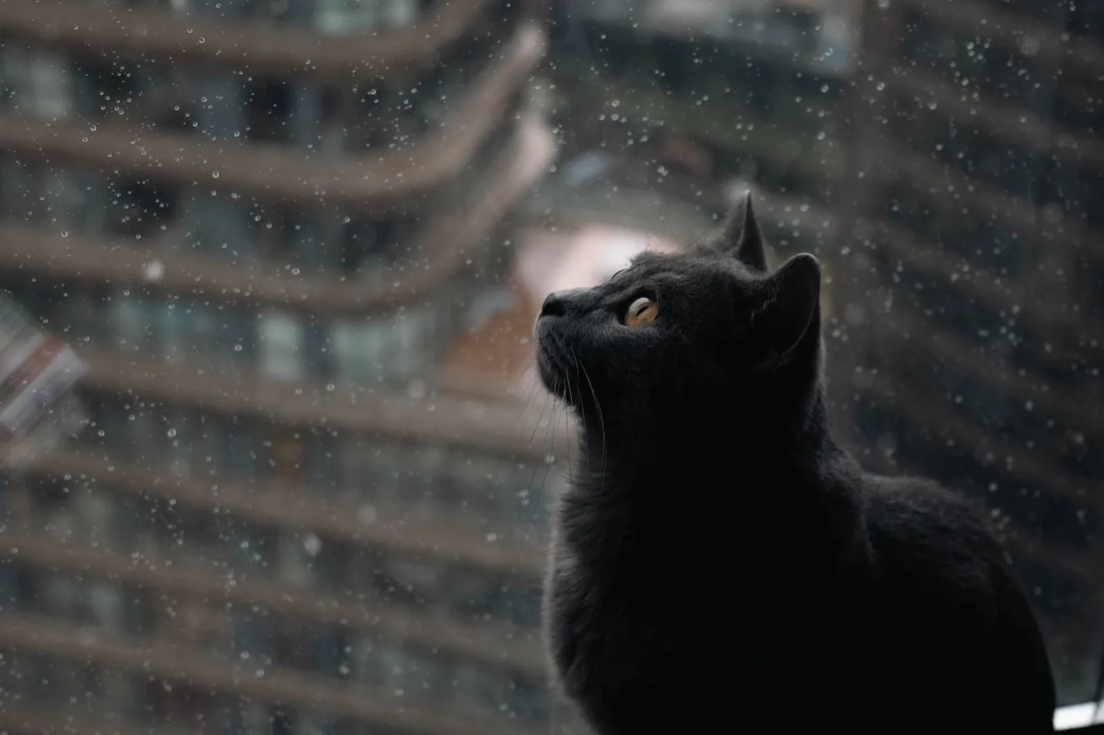 Gato preto olhando pela janela em um dia de chuva