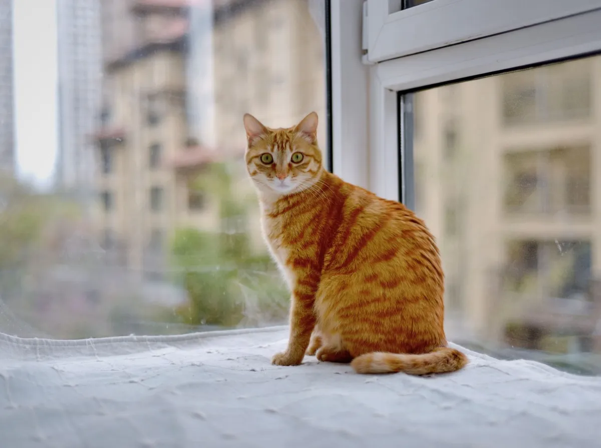 Gato laranja tigrado sentado no parapeito da janela com prédios ao fundo