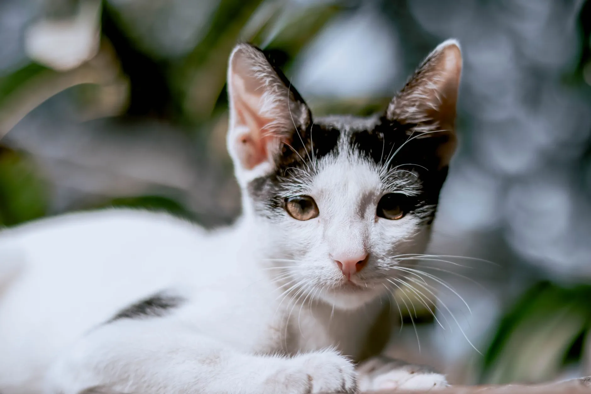 Filhote de gato branco e preto deitado, olhando para a câmera