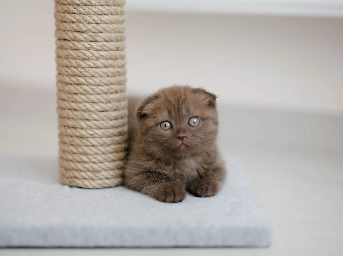 Vacina para Gato Filhote: Calendário Completo e Quando Aplicar