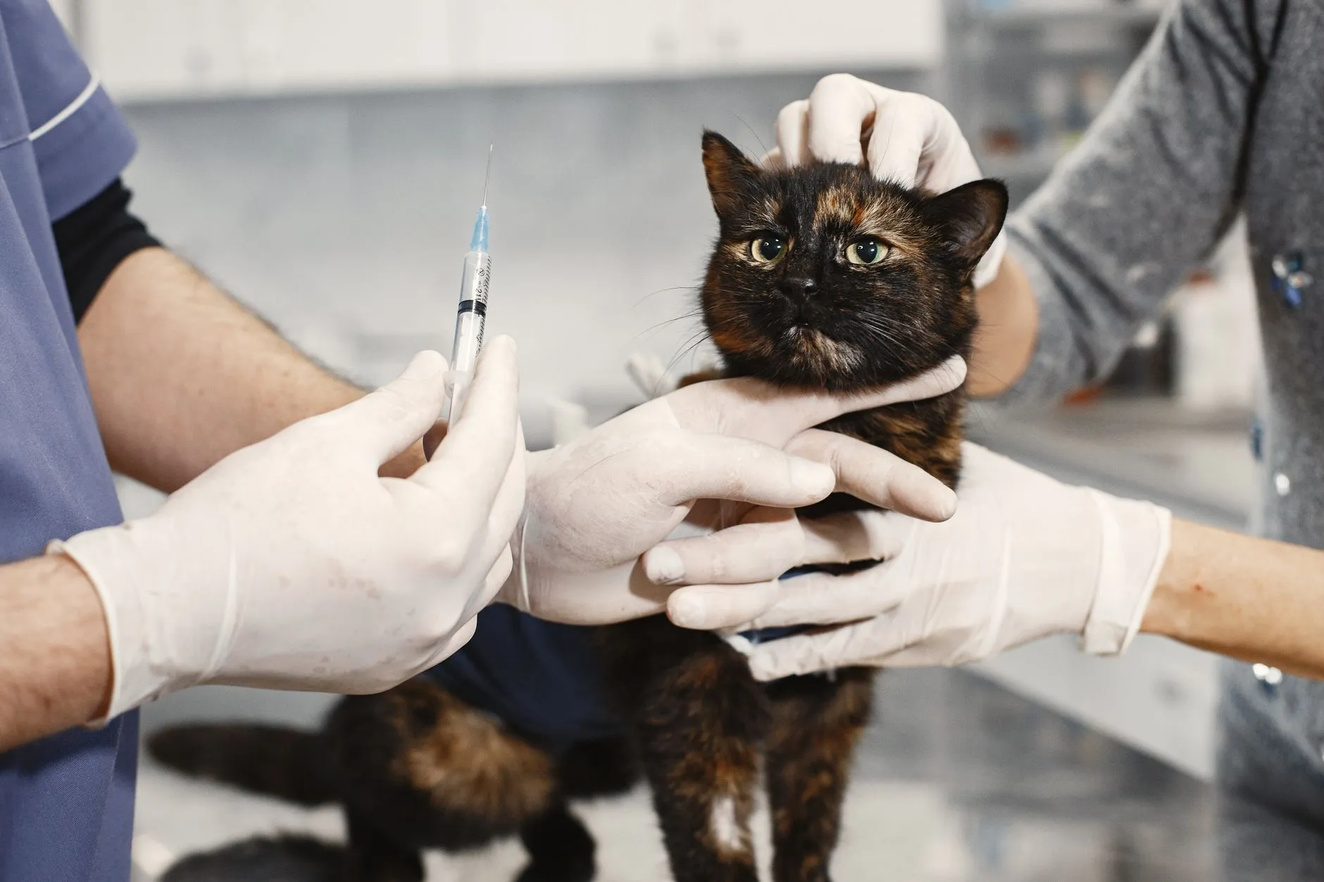 Veterinária aplicando uma injeção em um gato preto e laranja