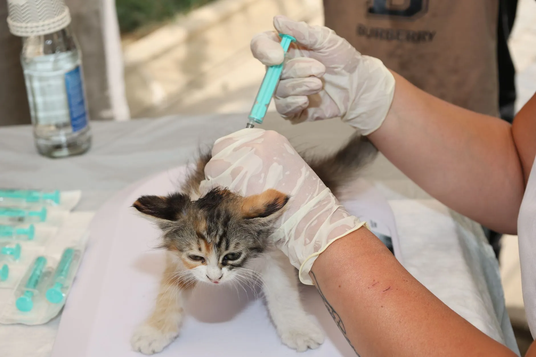 Aplicação de vacina em gatinho