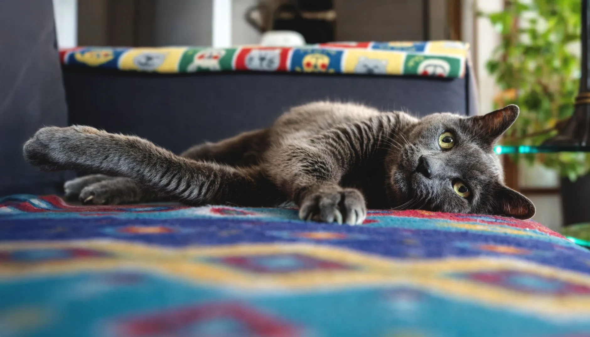Gato tranquilo e relaxado em casa