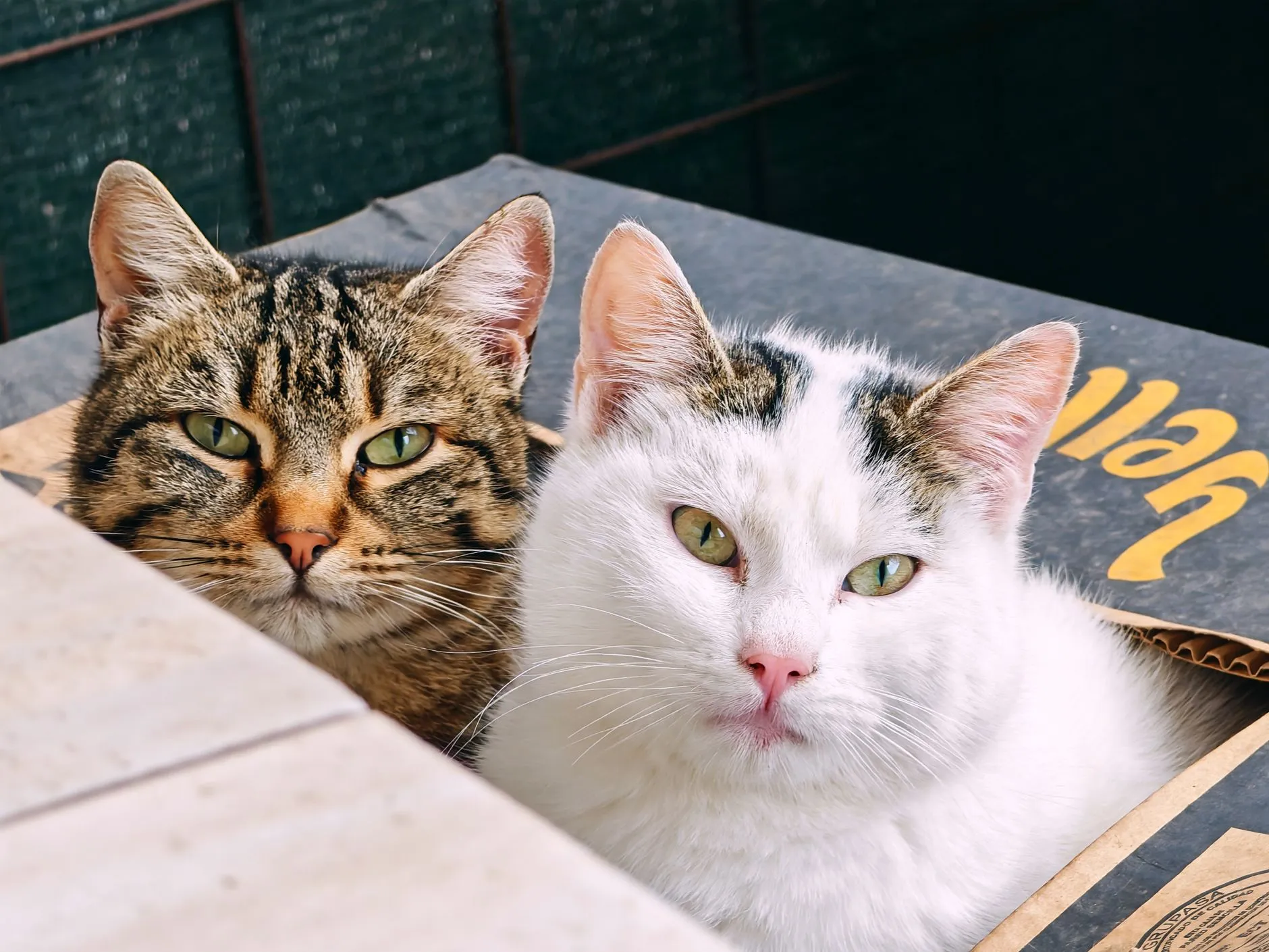 Dois gatos deitados lado a lado olhando para a câmera