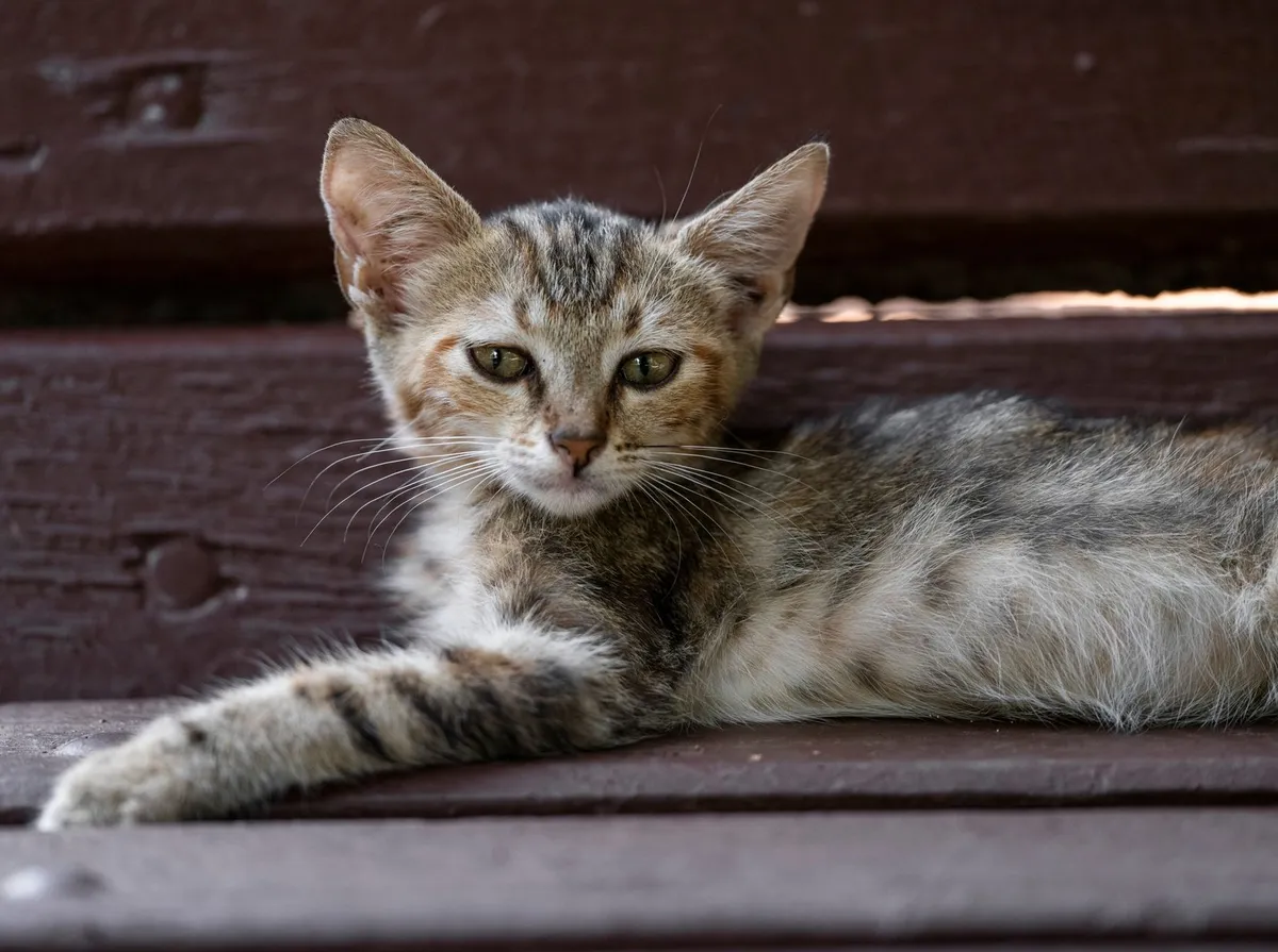 Verme em Gato: Sintomas, Tipos e Como Tratar Corretamente