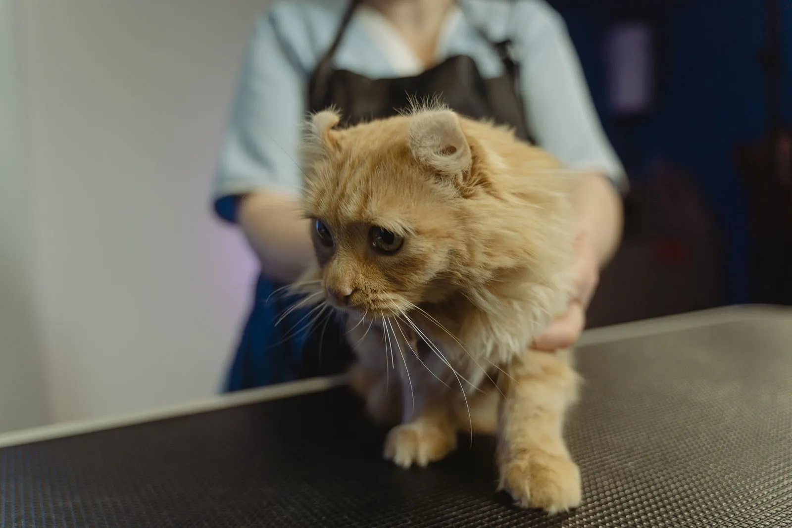 Gato sendo examinado com calma sobre a mesa de atendimento