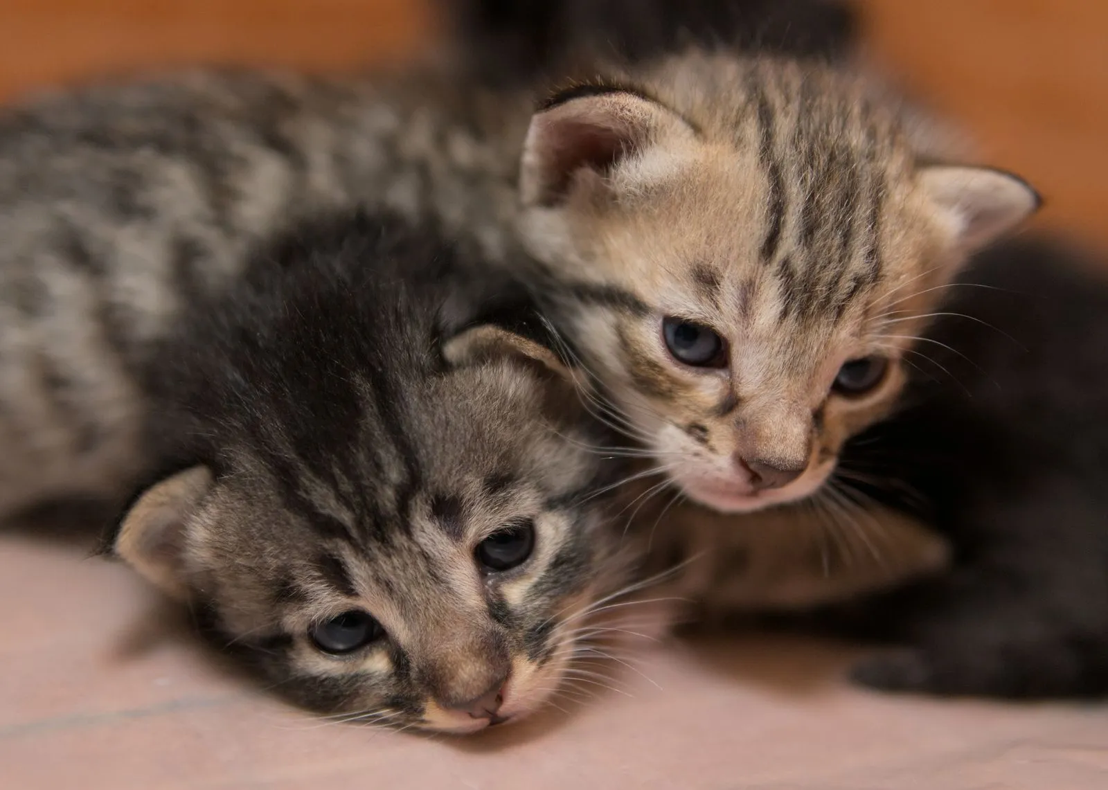 Dois filhotes de gato malhados deitados juntos