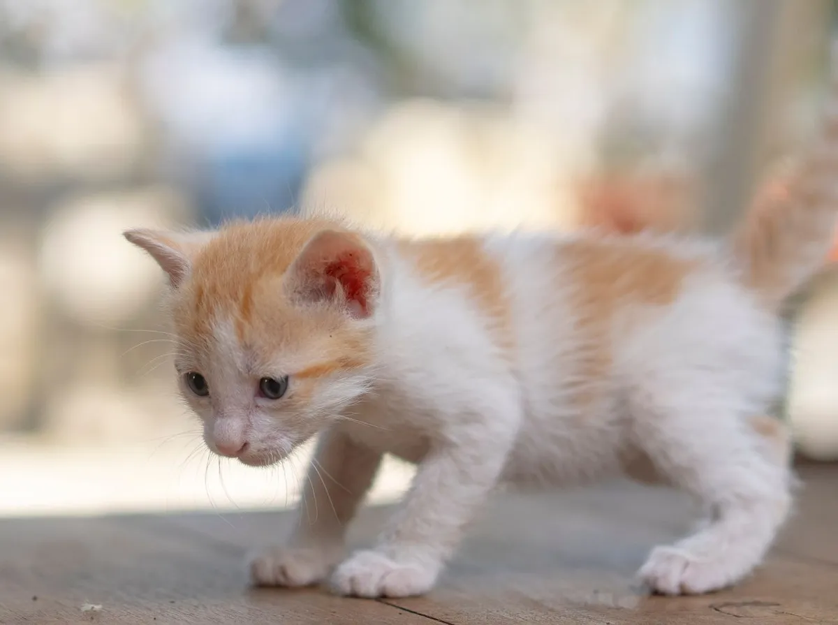 Vermífugo para gatos filhotes: quando dar e como escolher