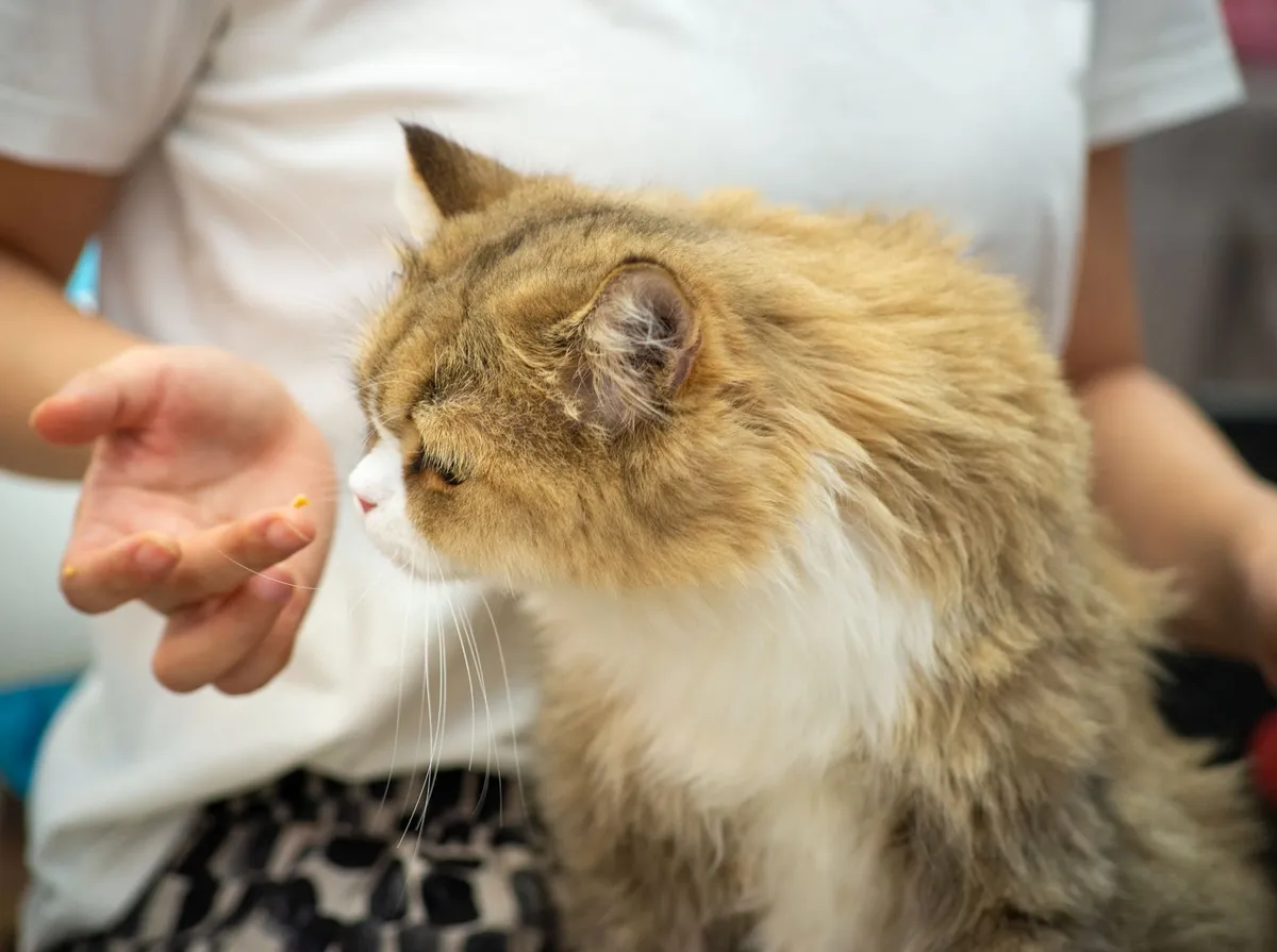 Vermífugo para Gatos: Como Escolher, Quando Dar e Erros Comuns