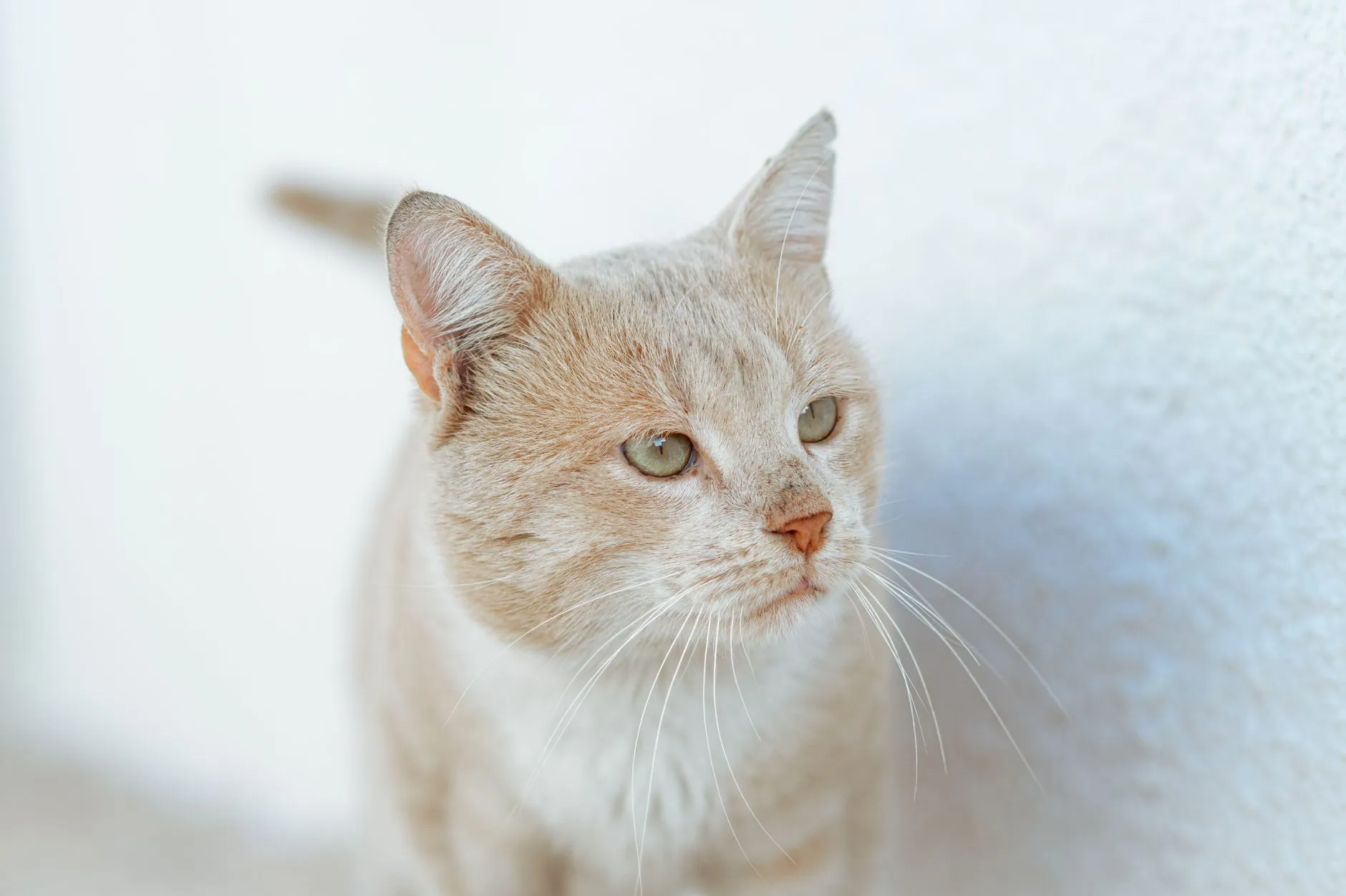 Gato de pelagem creme olhando para o lado, junto a uma parede branca
