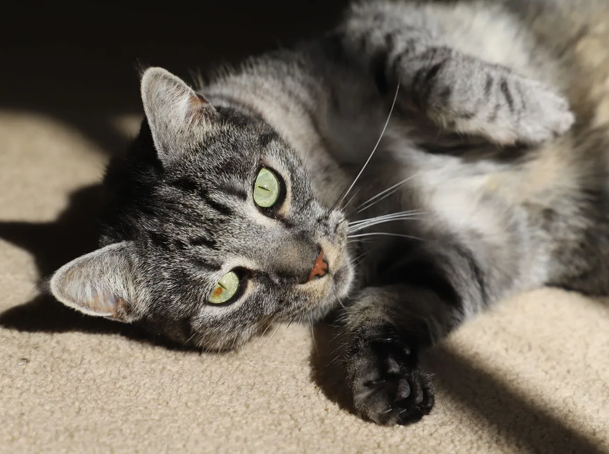 Gato tigrado cinza de olhos verdes deitado de lado em um tapete ao sol